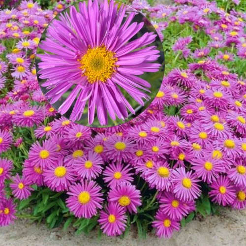 Aster alpinus 'Happy End' - Alpi aster 'Happy End' P9/0,55L 